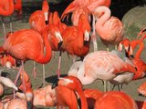 Album 7: Rote Flamingos